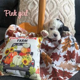 Light pink collar girl - Black and white female Cocker Spaniel puppy in Boca Raton, Florida from Gold-Coast Cockers