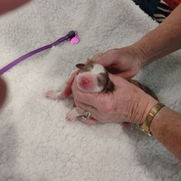 Aussiedoodle Puppies from Southern Charm Doodles