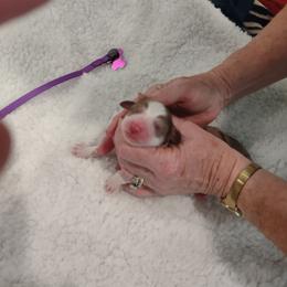 Aussiedoodle Puppies from Southern Charm Doodles