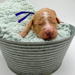 Hurricane - Red  female Goldendoodle puppy in Sunman, Indiana from Brunsman Country Doodles LLC