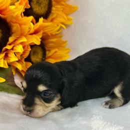 Rose - Black and cream female Dachshund puppy in Mesquite, Texas from AB Dachshund