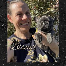 Biscuit - AKC STANDARD BOY - Brindle male French Bulldog puppy in Spanaway, Washington from Beloved Frenchies