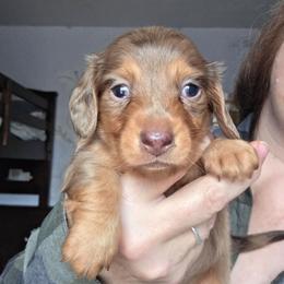 ExB choc and tan dapple longhair girl - Chocolate and tan female Dachshund puppy in Declo, Idaho from Dozendachs