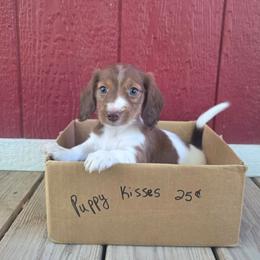Ember - Piebald female Dachshund puppy in Grant, Michigan from Low Down Dashchuand