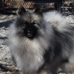 Khaleesi - Keeshond