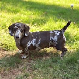 Iris - Dapple female Dachshund puppy in Gilbertsville, Kentucky from DeLaunes Dachshunds