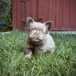 Kiara - Tricolors female French Bulldog puppy in San Diego, California from Hlop Frenchies LLC