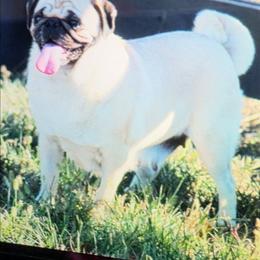 Brooklyn - Pug