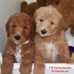 "English Goldendoodle Puppy from Moss Creek Goldendoodles" Goldendoodle and Schnoodle Puppies from Moss Creek Goldendoodles