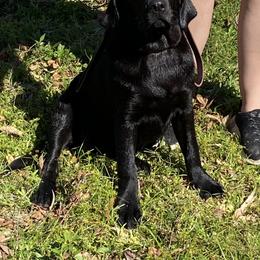 Labrador Retriever Puppies from A. Hansen Labradors