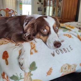 Leilani - Miniature Australian Shepherd