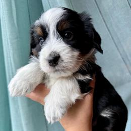 Wilson - male Australian Mountain Doodle puppy in Cortez, Colorado from Sassy Pants Pups