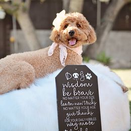 Ruby - Australian Labradoodle