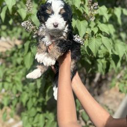 Potato Chip (Potato) - Tri-color male Bernedoodle puppy in Northglenn, Colorado from Colorado Bernedoodle Babies