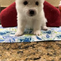 American Eskimo Dog Puppies from Bella's American Eskimos
