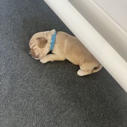 Cockapoo Puppies from Brevard County Cockapoos