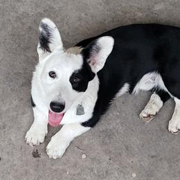 Oreo - Cardigan Welsh Corgi