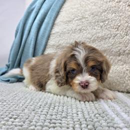 Ollie - Brown male Cavapoo puppy in Floyd, Virginia from Hearts and Paws Poodles and Doodles