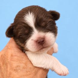 Creed - Liver and white male Shih Tzu puppy in Tallahassee, Florida from Bows and Bow Ties