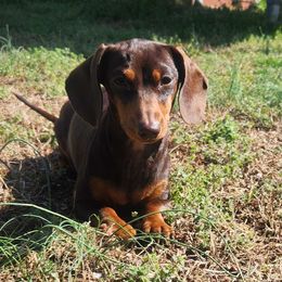 Fiona - Dachshund