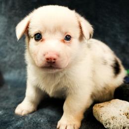 American Corgi, Cardigan Welsh Corgi, and Pembroke Welsh Corgi Puppies from Cal Beach Corgis
