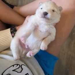 Prince Adam - Cream male Pomeranian puppy in Chattanooga, Tennessee from Valley Poms