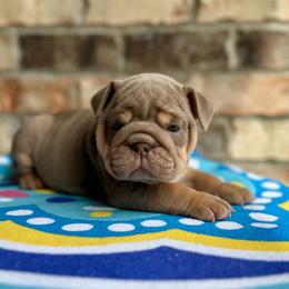 Daisy - Lilac tri-color female Bulldog puppy in Hernando, Mississippi from Blues City Bulldogs