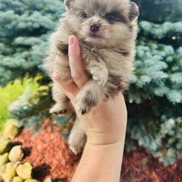 Twix - Chocolate merle male Pomeranian puppy in Waterloo, Indiana from Garcias Pomeranian