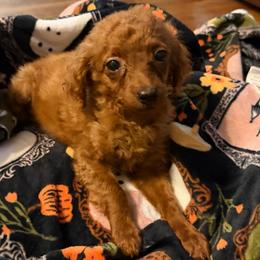 Millie - Apricot female Goldendoodle puppy in Centralia, Missouri from Oodles Of Doodles Mo.