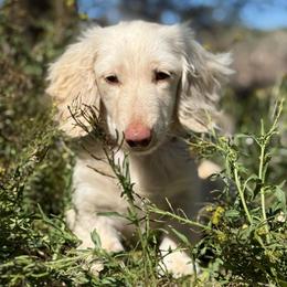Tater - Cream female Dachshund puppy in New Mexico from Long Dog Ranch