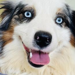 Miniature American Shepherd puppies from Bouchard’s Best Shepherds