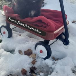 Pomeranian Puppies from Fancy Paws Pomeranian