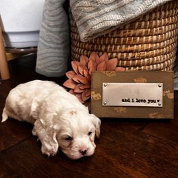 Girl 1 - Cavapoo puppy from Purser Puppy Patch