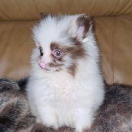 Hunnibunnies crystal - Chocolate parti female Pomeranian puppy in Cleveland, Ohio from Hunnibunnies