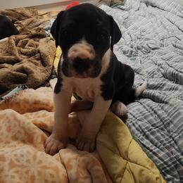 Mantle female 3 - Mantle female Great Dane puppy in Gig Harbor, Washington from Lakaya Danes