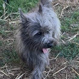 Callie - Cairn Terrier