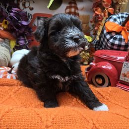 Oh - Liver male Miniature Schnauzer puppy in Hertford, North Carolina from Little Bug Schnauzers