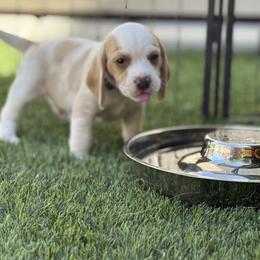Brown Collar-Ace - Red and white male Beagle puppy in Las Vegas, Nevada from Hound Kings