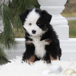 Dolly - Black tri female Miniature Australian Shepherd puppy in Mifflin, Pennsylvania from Cabin Hearth Miniature and Toy Australian Shepherds