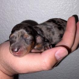 Boy 1 - Dapple male Dachshund puppy in City Of Atwater, California from Lil One Acre