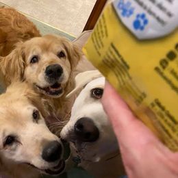 Golden Retrievers from Vonnie Dougherty