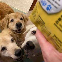 Golden Retrievers from Vonnie Dougherty