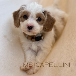 Capellini - Blenheim female Cavapoo puppy in Sacramento, California from Dandy Doodles Goldendoodles