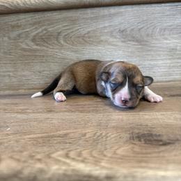 Zinnia (Possible Fluffy) - Sable female Pembroke Welsh Corgi puppy in Phelan, California from Desert Sunset Pembroke Welsh Corgis