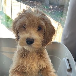 Australian Labradoodle puppies from South Shore Labradoodles