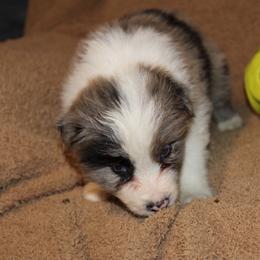 Robin Hood - Sable merle male Border Collie puppy in Crawfordsville, Indiana from Rescued Dreams Border Collies