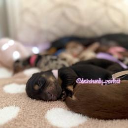 Twinkle - Black and cream female Dachshund puppy in Summerfield, Florida from Dachshundly Perfect
