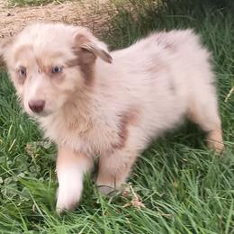 Girl 3 - Red merle female Australian Shepherd puppy in Ontario, Oregon from Eagle Valley Australian Shepherds