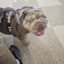 BonBon - Bulldog
