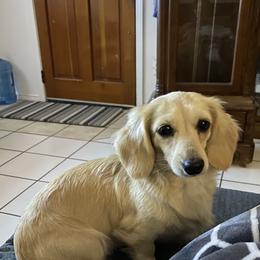 Libby - Dachshund